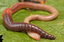 Lo ngại vấn nạn kích điện giun đất bán cho thương lái Trung Quốc