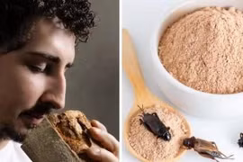 Nhà hàng Ý làm bánh mì từ bột... dế 