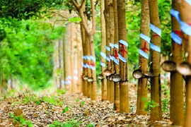 Vinaruco lãi vỏn vẹn 160 triệu đồng quý 4/2020