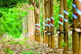 Vinaruco lãi vỏn vẹn 160 triệu đồng quý 4/2020