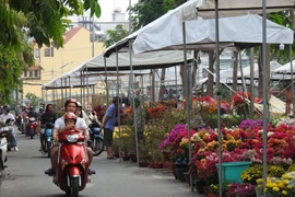 Rực rỡ hoa Tết TP HCM: Hy vọng những ngày cận Tết