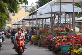 Rực rỡ hoa Tết TP HCM: Hy vọng những ngày cận Tết
