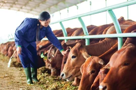 Hoàng Anh Gia Lai đưa 'ngựa chiến' Chăn nuôi Gia Lai lên sàn HoSE