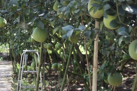 Đồng Nai: Người trồng bưởi Tân Triều lo lắng thương hiệu này có dấu hiệu bị giả mạo