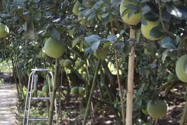 Đồng Nai: Người trồng bưởi Tân Triều lo lắng thương hiệu này có dấu hiệu bị giả mạo