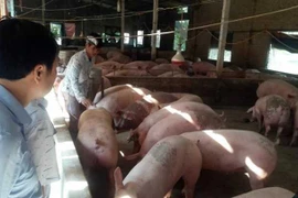 Giá heo hơi hôm nay 17/8: Miền Bắc giảm sâu 4.000 đ/kg