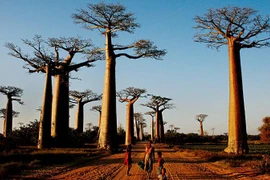 Những thắc mắc về tuổi thọ 'khủng' tới hơn 1.000 năm của các loại cây