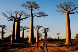 Những thắc mắc về tuổi thọ 'khủng' tới hơn 1.000 năm của các loại cây