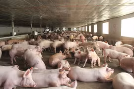 Giá thịt lợn giảm mạnh, bán 'không lấy lãi' lo đẩy hàng sớm