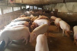 Giá heo hơi hôm nay 7/5: Tiếp đà tăng, lợn đẹp giá 95.000 đồng/kg