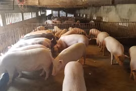 Giá heo hơi hôm nay 7/5: Tiếp đà tăng, lợn đẹp giá 95.000 đồng/kg