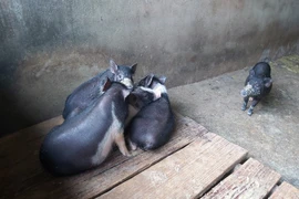 Giá heo hơi hôm nay 4/5: Dịch tả làm chết 200 con lợn bản, giá lợn lại 'lên đồng'