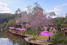 Kon Tum: Tuần Văn hóa - Du lịch “Hoa Anh Đào giữa đại ngàn Măng Đen”