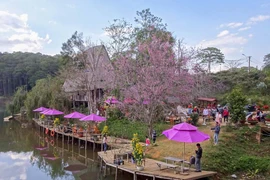 Kon Tum: Tuần Văn hóa - Du lịch “Hoa Anh Đào giữa đại ngàn Măng Đen”