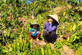 Thực hư vụ anh rể phá vườn cây ép em vợ quan hệ tình cảm