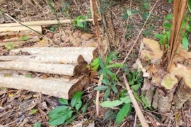 Gia Lai: Khởi tố vụ phá rừng tại huyện Kông Chro