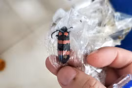 Ăn 10 con sâu ban miêu, một thanh niên ở Gia Lai tử vong