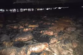 Gia Lai: Cháy trang trại, 1.600 con heo bị thiêu chết 