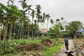 Giám đốc VPĐKĐĐ ký chuyển nhượng đất đai trái pháp luật: Trách nhiệm của Sở TN&MT Hải Phòng?