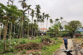 Giám đốc VPĐKĐĐ ký chuyển nhượng đất đai trái pháp luật: Trách nhiệm của Sở TN&MT Hải Phòng?