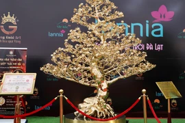 Cận cảnh mai mạ vàng 24K lớn nhất Việt Nam giá gần 6 tỉ 