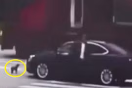 Chú chó thông minh đuổi theo chặn đầu xe gây tai nạn