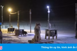 Một số tour chó kéo ở Bắc cực phải hủy bỏ vì nhiệt độ tăng