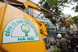 Lắt léo “đường đi” của cây xanh nhập lậu trồng ở Hà Nội