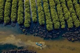 Không làm mất rừng và suy thoái đất