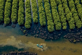 Không làm mất rừng và suy thoái đất