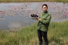 Nuôi ốc bươu đen trong ao hoa súng, mỗi tháng thu 25 triệu