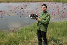 Nuôi ốc bươu đen trong ao hoa súng, mỗi tháng thu 25 triệu