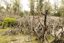 Quảng Ninh: Kiểm điểm trách nhiệm tại dự án trồng rừng ở Vân Đồn