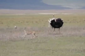 Clip: Đà điểu tấn công liên tiếp khiến báo phải bỏ chạy 