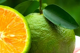 Thiếu công nghệ chế biến, cam sành Vĩnh Long lại kêu cứu