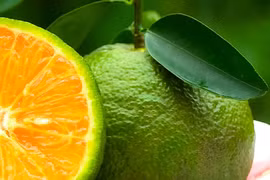 Thiếu công nghệ chế biến, cam sành Vĩnh Long lại kêu cứu