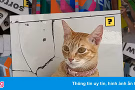 Chú mèo Mỹ Diệu 'bầy hầy' trở thành hiện tượng mạng xã hội