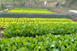 Một nông dân Bình Phước thu hàng trăm triệu nhờ trồng rau, nuôi cá 