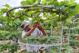 Vườn nho ở Ninh Thuận tạo dáng bonsai độc lạ bán tiền triệu