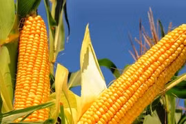 Thực phẩm bồi bổ gan tốt nhất, đừng vội bỏ lỡ kẻo tiếc hùi hụi