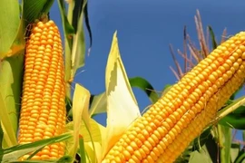 Thực phẩm bồi bổ gan tốt nhất, đừng vội bỏ lỡ kẻo tiếc hùi hụi