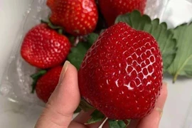 Dâu tây Mộc Châu sánh ngang đồ Nhật, về Hà Nội giá vip 1 triệu đồng/kg
