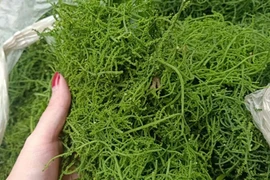 Món rau lạ trên rừng về thủ đô, 200 nghìn/kg vẫn "cháy hàng"