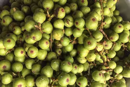 Loại quả ở quê để rụng đầy ao, lên Hà Nội muốn mua cũng khó