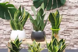 5 loại cây đặt trong nhà chẳng khác nào điều hòa, giúp hạ nhiệt tới 10 độ mà không mất đồng nào