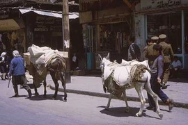 15 ảnh hiếm về cuộc sống yên bình ở Damascus năm 1965
