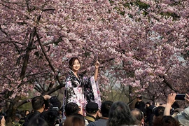 Đẹp ngất ngây lễ hội hoa anh đào trên thế giới