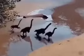 Điều thú vị đằng sau đoạn video đàn khủng long con chạy trên bãi biển