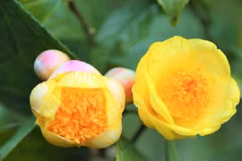 Từng là thứ bỏ đi giờ giá bán lên tới cả chục triệu đồng mỗi kg