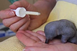 Xem thú lông nhím sơ sinh ăn sữa vô cùng đáng yêu 